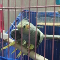 سه عدد عروس هلندی کاملا دستی