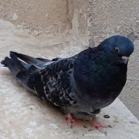 کبوتر نوک قنار و موشی نقره‌ای