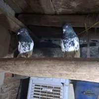 یک جفت کبوتر کله سیاه|پرنده|بناب, |دیوار