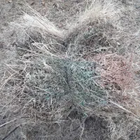 فروش علف برای دام|لوازم جانبی حیوانات|میانه, |دیوار