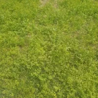 خخدمات نظافت راپله وپارکینگ