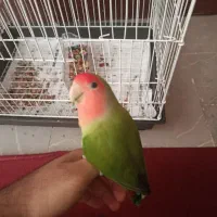 طوطی برزیلی گمشده حوالی بلوار امام حسین ع ماندگار
