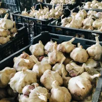 سیر بذر|خوردنی و آشامیدنی|قره چای, |دیوار