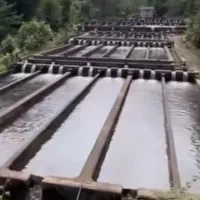 نیازمند کارگر در کارگاه پرورش ماهی