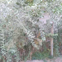 فروش نهال سنجد حاج حسین|خدمات باغبانی و درختکاری|آذرشهر, |دیوار