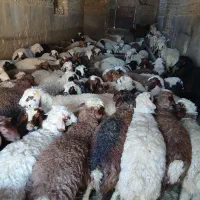 گوسفند زنده|حیوانات مزرعه|قم, قلعه صدری|دیوار