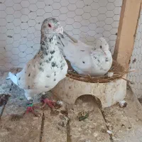 جفت سار موشی نر ماده