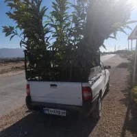 سرو ناز ازگیل|خدمات باغبانی و درختکاری|شیراز, لاله|دیوار