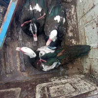 به علت کمبود جا