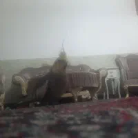 خریدار جوجه بلدرچین