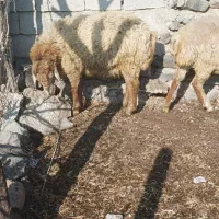 بره نر ساری قولاغ|حیوانات مزرعه|مشگین شهر, |دیوار