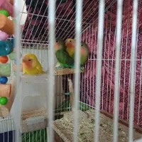 کوتوله طوطی برزیلی زرد و سبز