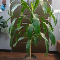 فروش گیاهان اپارتمانی|گل و گیاه طبیعی|اصفهان, شاه پسند|دیوار