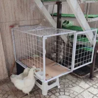 قفس سگ قفس گربه و هرپتی گنجه مرغ و خروس