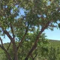 باغ-بادام-مارکده-فدک