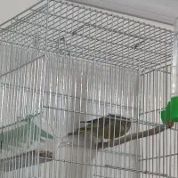 سهره سبز ملی|پرنده|خرم‌آباد, |دیوار