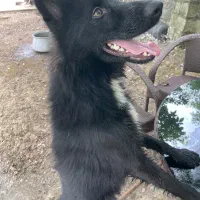 ژرمن بلک نر ( واگذاری)|سگ|لاهیجان, بازکیاگوراب|دیوار