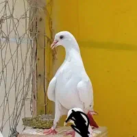 ۳ پتی واله ۱ تومن