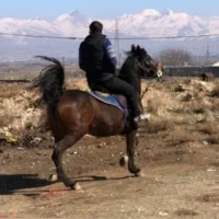 اسب کرد تایید فدراسیون