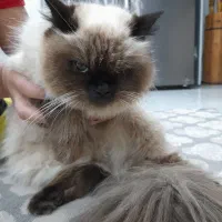 فروش گربه ماده ۱ ساله