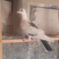 کفتر نقش وپرشی|پرنده|اردکان, |دیوار