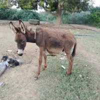 کره الاغ نر|حیوانات مزرعه|میناب, |دیوار