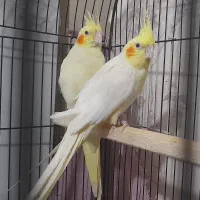 جفت عروس هلندی لوتینو زعفرونی|پرنده|مشهد, گلبرگ|دیوار