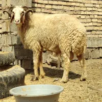 حروف جنی|حیوانات مزرعه|اهواز, ۲۰۰دستگاه|دیوار