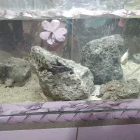 فروش تعدادی ماهی گوشت خوار