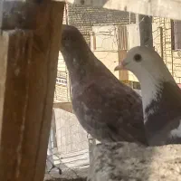 کفتر