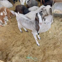 کره پاکستانی