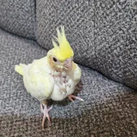 جوجه عروس هلندی سرلاکی