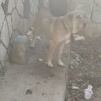 سگ سرابی نر|سگ|تبریز, |دیوار