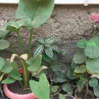 گل های زیبا