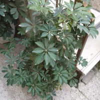 تعدادی گل برای فروش|گل و گیاه طبیعی|لاهیجان, کاروانسرابر|دیوار