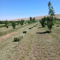 پرس یونجه