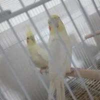 یک جفت عروس هلندی لوتینو|پرنده|زاهدان, |دیوار