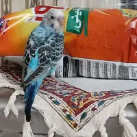 جوجه مرغ عشق|پرنده|تهران, مهران|دیوار