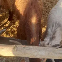 کولار وبزجوان|حیوانات مزرعه|مرودشت, ده بید|دیوار