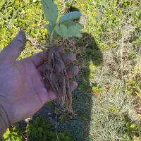 نشا توت فرنگی