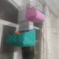 دوتا قناری سه تا سهره خاکی