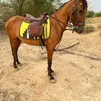 اسب مادیان سواری دار پر خون|اسب و تجهیزات اسب‌سواری|لامرد, |دیوار