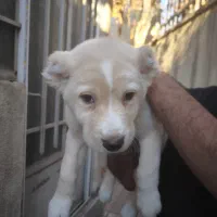 سگ آلابای|سگ|شهریار, شهریار|دیوار