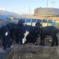 بره شیری و خوراک خور