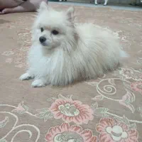 پامرین خرسی