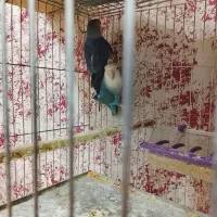 طوطی کتوله|پرنده|کرمان, |دیوار