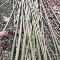 بامبو|گل و گیاه طبیعی|خشکبیجار, |دیوار