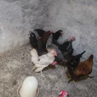 تعدادی خروس نژاد دار
