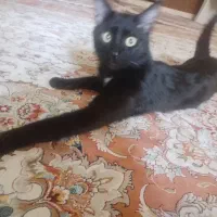 مژدگانی *گمشده گربه* سیاه سینه سفید کشیده لاغر|حیوانات|تبریز, |دیوار