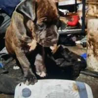 طوله امریکن بلو دو ماهه نر و ماده|سگ|رشت, یخسازی|دیوار